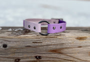 Custom Dog Collar